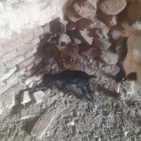 بز دوقلو به شرط شیر|حیوانات مزرعه|سبزوار, قصبه غربی|دیوار