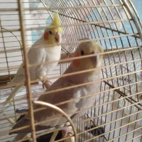 یک جفت عروس هلندی|پرنده|ری, فیروزآبادی|دیوار