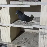 آغ گوروخ|پرنده|سهند, |دیوار