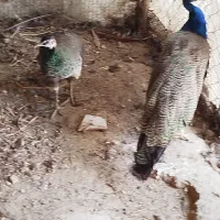 طاووس هندی|پرنده|قائم‌شهر, |دیوار