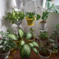 استند جای گل
