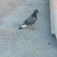 کفتر