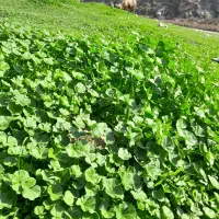 زمین مسکونی