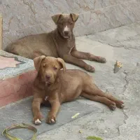 توله پیت بول