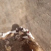 کبوتر طوقی روهم دونه ۲۵۰|پرنده|اردکان, |دیوار