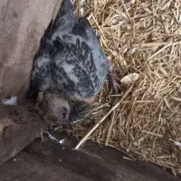 جوجه پلاکی مفت مفت