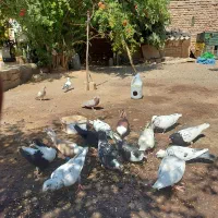 کبوتر