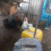 معاوضه خروس با مرغ