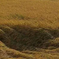 شالی فجر درجه 1 بذری