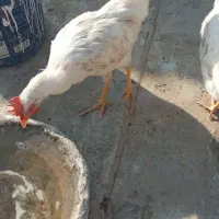 خروس نژاد دار تمام سفید|حیوانات مزرعه|مشهد, شهرک مهرگان|دیوار