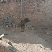 فروشی|سگ|بستان آباد, |دیوار