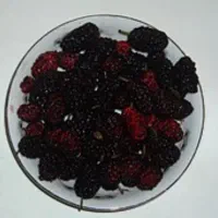 شاه توت|خوردنی و آشامیدنی|طرقبه, |دیوار