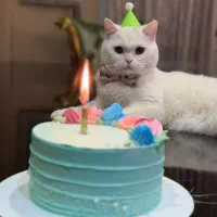 گربه