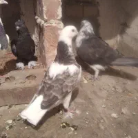 کبوتر سالم وپرشی همه یکجافروشی قیمت مناسب|پرنده|بوکان, |دیوار