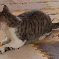 گربه|گربه|رودسر, |دیوار