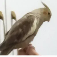 عروس هلندی گم شده گتوند