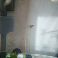 ماهی زیبای شیشه ای|ماهی|قم, اسمعیل آباد|دیوار