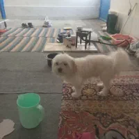 دو عدد سگ شیردوز خارجی