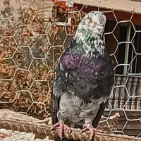 نر قاره مست و سالم