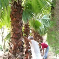 نخل فونیکس پالم|خدمات باغبانی و درختکاری|شلمان, |دیوار