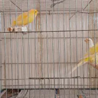 قناری|پرنده|دلیجان, |دیوار