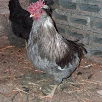 گلین مرغ و خروس|حیوانات مزرعه|ماهدشت, |دیوار