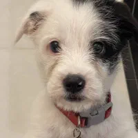 شیتزو کراس دوماهه