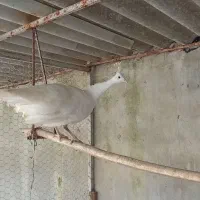 طاوس سفید بالغ