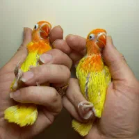 طوطی برزیلی عروس هلندی راهب گرینچیک خورشیدی سانچیک