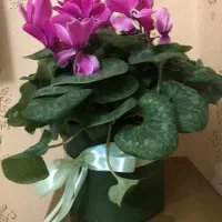 گل فروشی تازه