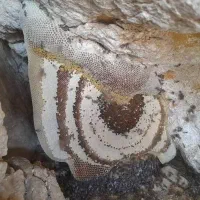 عسل کوهی بشرط آزمایشگاه|خوردنی و آشامیدنی|لامرد, |دیوار