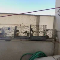 5 عدد سهره نر دهن زن