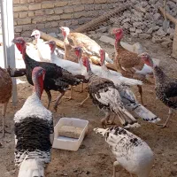 بوقلمون نر و ماده|حیوانات مزرعه|مرودشت, رودبال|دیوار