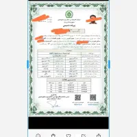 گلخانه صیفی جات