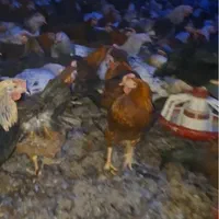 فروش نیمچه مرغ و خروس گلپایگانی ( محلی )|حیوانات مزرعه|ورامین, ورامین|دیوار