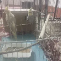 عروس هلندی