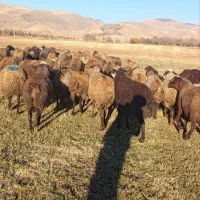 گوسفند آبستن