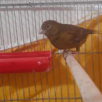 قناری سرخ کبالت پلاک ۲۰۲۴|پرنده|مرودشت, مختارآباد|دیوار