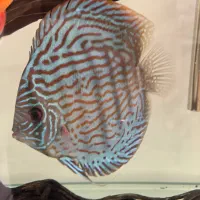 ماهی دیسکس|ماهی|مشهد, حجاب (شهرک غرب)|دیوار