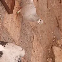 جفت نرماده ساده