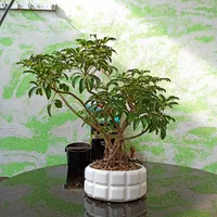 فروش و خدمات تخصصی رسیدگی به گل ها در منزل شما|خدمات باغبانی و درختکاری|اصفهان, وحید|دیوار