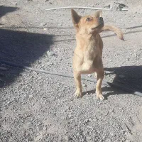 سگ شیواوا اصل