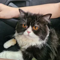 گربه پرشین نر|گربه|رشت, سلیمانداراب|دیوار