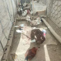 بوقلمون بوربون سنگین وزن