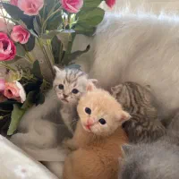 بر یتیشهای دو‌ماهه طلایی|گربه|تهران, بهاران|دیوار