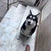 توله هاسکی و گرگ|سگ|تهران, والفجر (افسریه)|دیوار