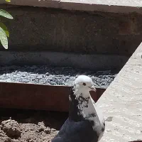 کبوتر