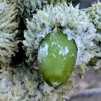 عسل دار طبیعی خالص|خوردنی و آشامیدنی|زرنه, |دیوار