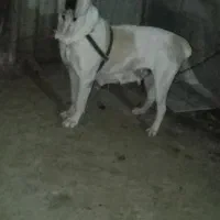 الابای خط خونی قویی دختر تانک الان فل آمده|سگ|انبارآلوم, |دیوار