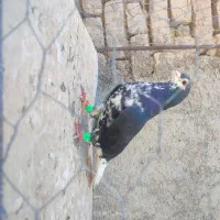 ساده افشون خالدم افشون قره سیاه موقعیت کاشمر